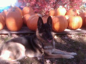 pumpkin pup 300x225 - Whitney